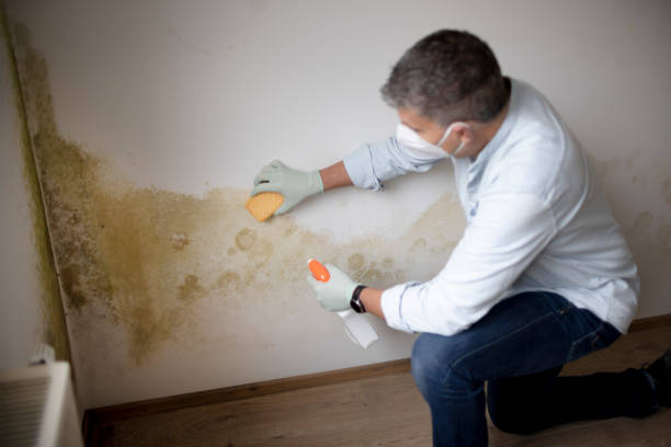 Best Basement Mold Removal  in Dundee, MI